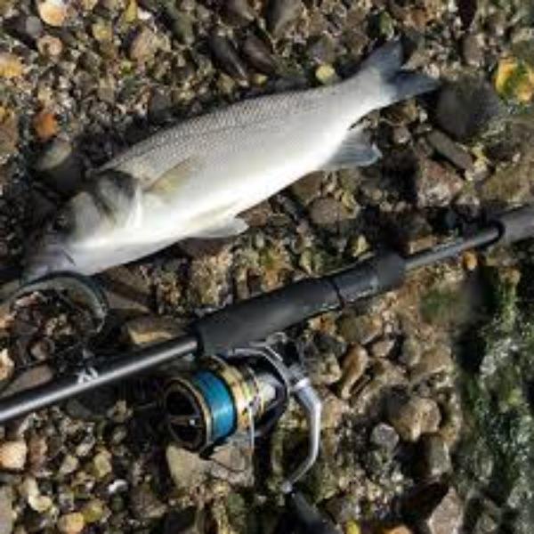 Morso in mare a pochi metri dalla riva: torna il "pesce aggressore" sulle spiagge della Costa Azzurra