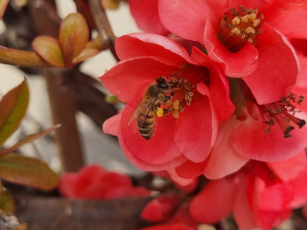 Il 22 maggio si celebra la Giornata mondiale della biodiversità