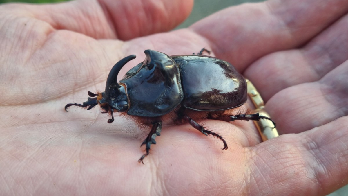 Safari in giardino alla scoperta dello scarabeo rinoceronte, la creatura più forte della Terra