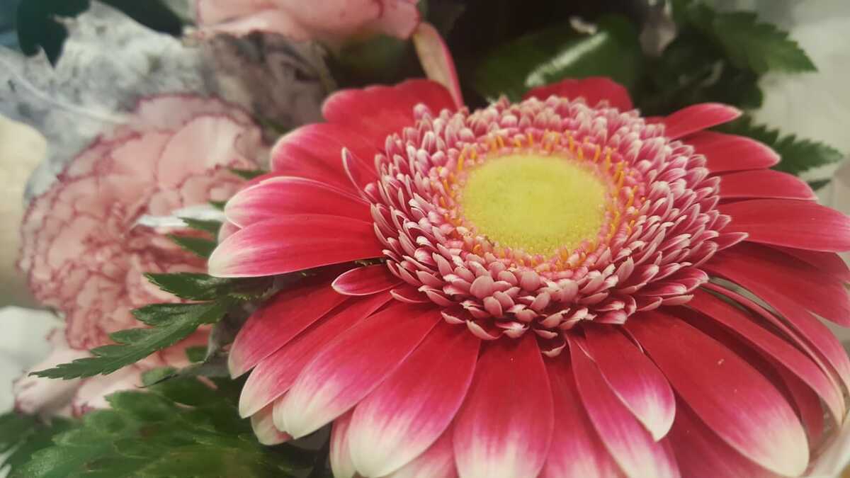 Il 2 novembre lasciamo un fiore sulle tombe dei bimbi dimenticati