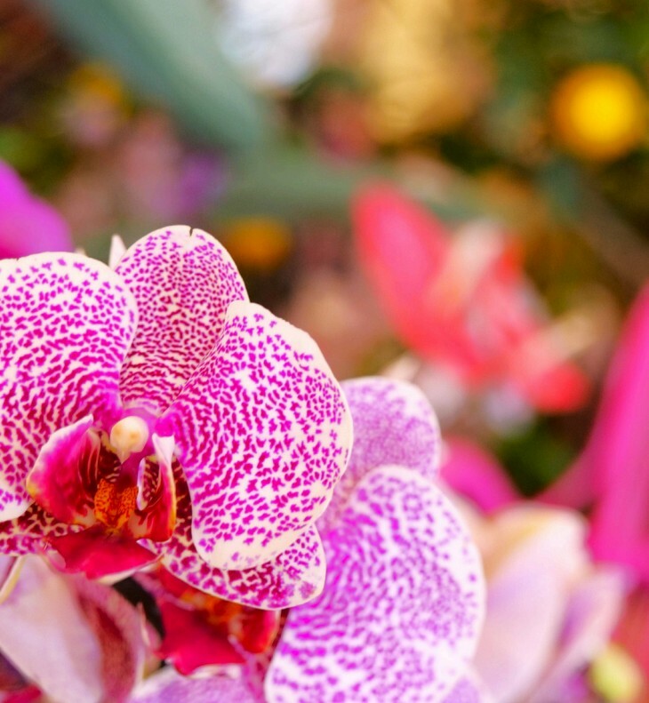 Mentone celebra la natura con la 92ª Fête du Citron (Foto)
