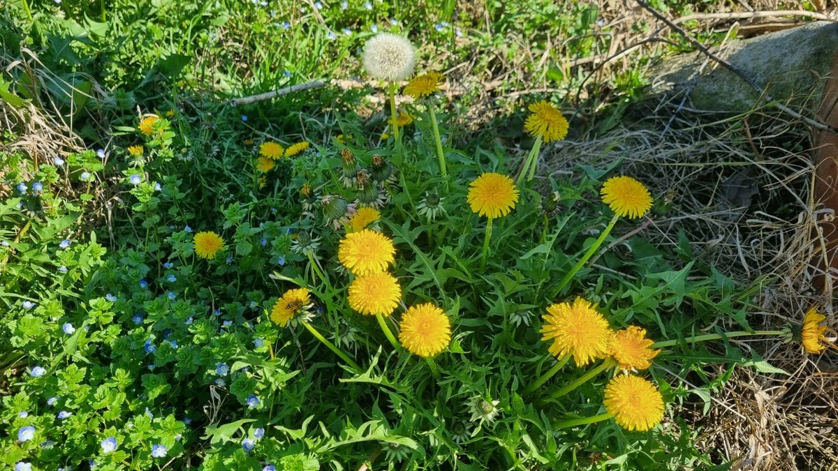 Tarassaco, ma anche dente di leone o soffione: storia, origini e segreti