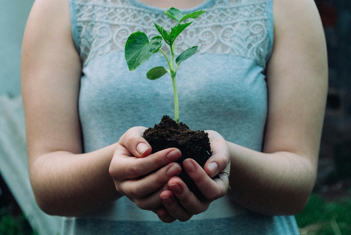Perché piantare alberi oggi significa investire nel futuro del Pianeta