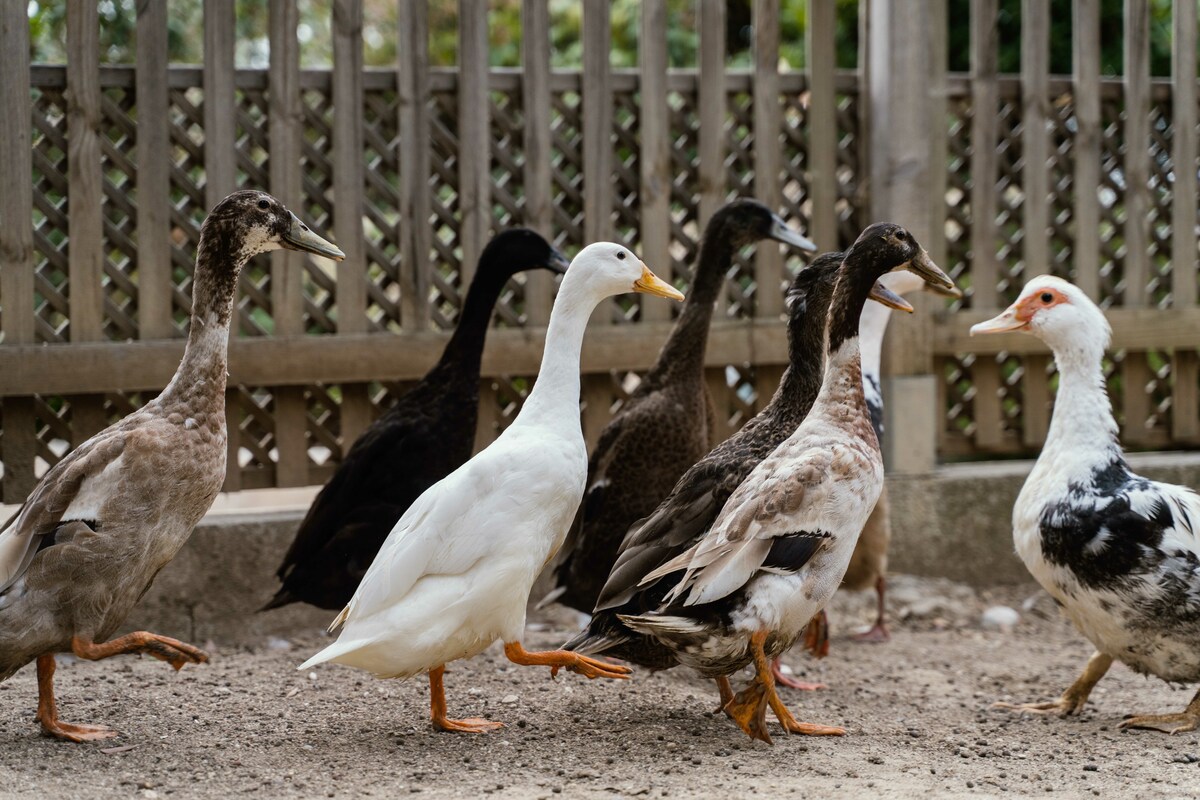 Parc Princesse Antoinette, arrivano due galline e quattro anatre dal Jardin Animalier di Monaco