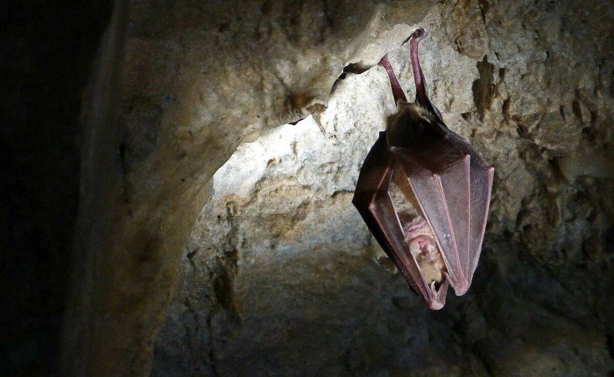 Una notte nel Mercantour alla scoperta dei pipistrelli: appuntamento a Breil-sur-Roya