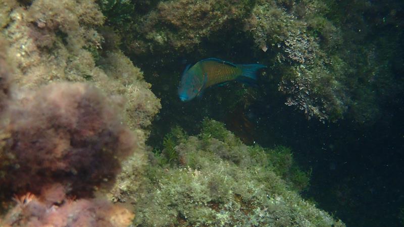 Sottocosta …a cura di Ghjuvan Pasquale