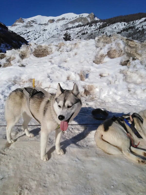 Ad Auron e Isola 2000 l’inverno corre su quattro zampe