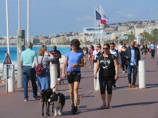 Nizza amica dei cani: più aree verdi, spiagge e servizi per i quattro zampe Nizza amica dei cani: più aree verdi, spiagge e servizi per i quattro zampe
