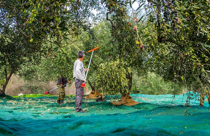Olive, annata nera: crolla del 99% la produzione nel Pays Grassois