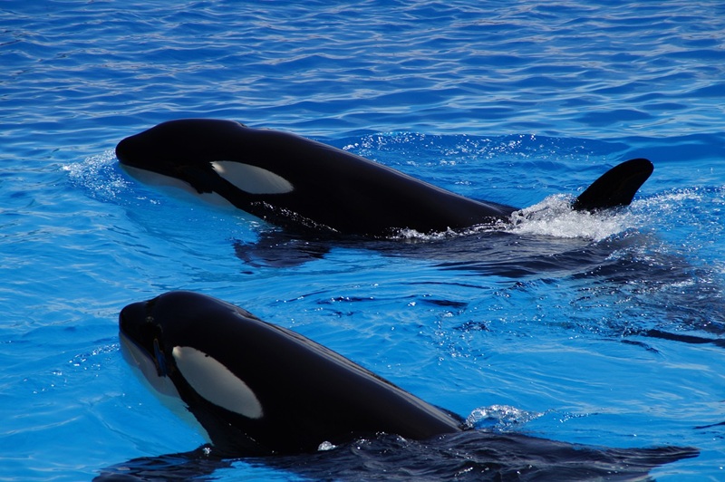 Orche di Marineland, accordo raggiunto: Wikie e Keijo verso Tenerife