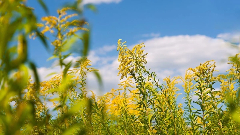 Ambrosia, allarme sulla Costa Azzurra: cresce la minaccia delle allergie