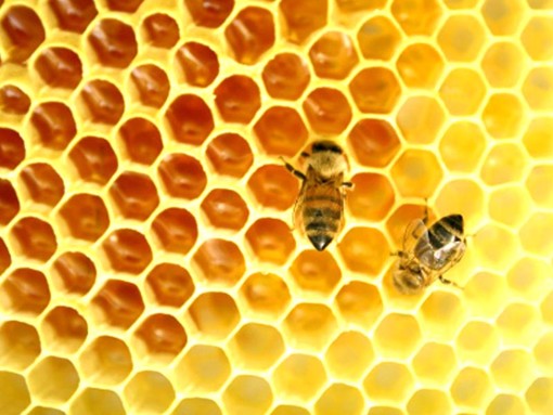 Festa del Miele a Nizza: mix tra biodiversità e ghiottonerie