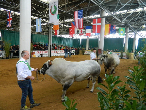 Dal 5 al 7 novembre al Mercato Ingrosso Alimentare di Cuneo torna la Mostra Nazionale dei Bovini di Razza Piemontese Dal 5 al 7 novembre al Mercato Ingrosso Alimentare di Cuneo torna la Mostra Nazionale dei Bovini di Razza Piemontese