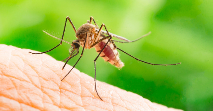 Come proteggersi dalle zanzare?