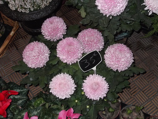 Confronto prezzi Italia/Francia: quanto costano crisantemi e ciclamini? 6 città a confronto Confronto prezzi Italia/Francia: quanto costano crisantemi e ciclamini? 6 città a confronto