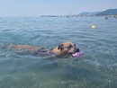 Estate da bollino rosso e afa, pericolo anche per i cani