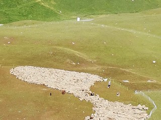 Guglielmo Talarico: Pecore in alpeggio