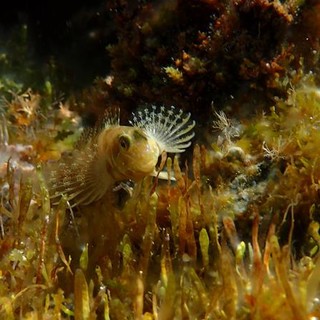 Sottocosta …a cura di Ghjuvan Pasquale