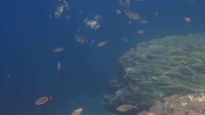 Sottocosta …a cura di Ghjuvan Pasquale