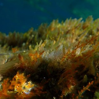 Sottocosta …a cura di Ghjuvan Pasquale