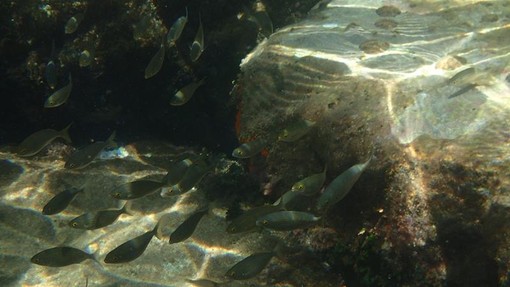 Sottocosta …a cura di Ghjuvan Pasquale Sottocosta …a cura di Ghjuvan Pasquale