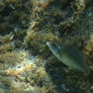 Sottocosta …a cura di Ghjuvan Pasquale