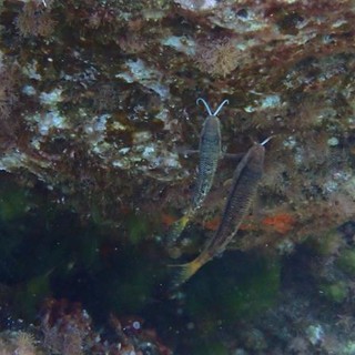 Sottocosta …a cura di Ghjuvan Pasquale