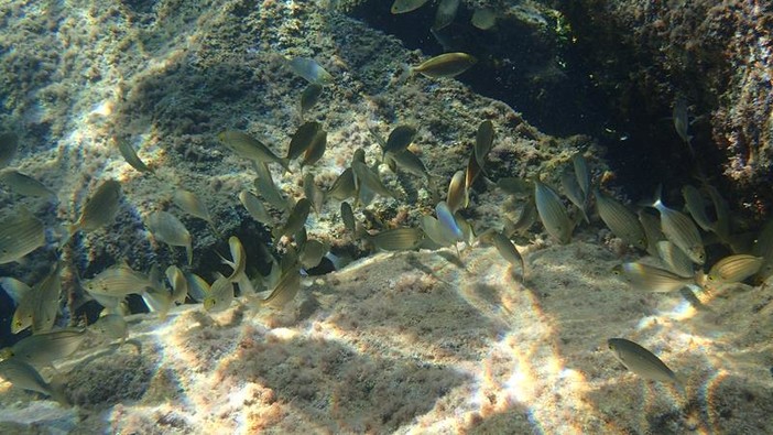 Sottocosta …a cura di Ghjuvan Pasquale Sottocosta …a cura di Ghjuvan Pasquale