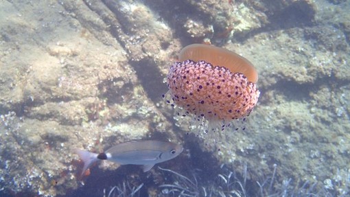 Sottocosta …a cura di Ghjuvan Pasquale