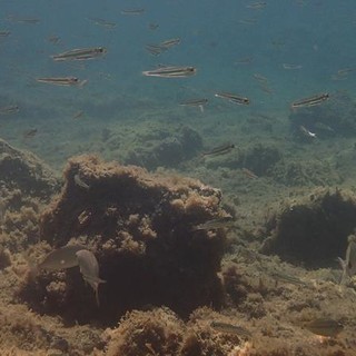 Sottocosta …a cura di Ghjuvan Pasquale