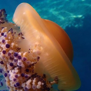 Sottocosta …a cura di Ghjuvan Pasquale