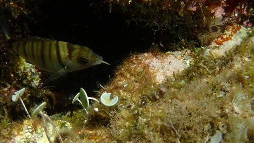 Sottocosta …a cura di Ghjuvan Pasquale