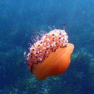 Sottocosta …a cura di Ghjuvan Pasquale