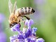 Domani Nizza “festeggia” le api