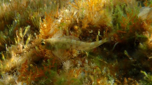 Sottocosta …a cura di Ghjuvan Pasquale Sottocosta …a cura di Ghjuvan Pasquale