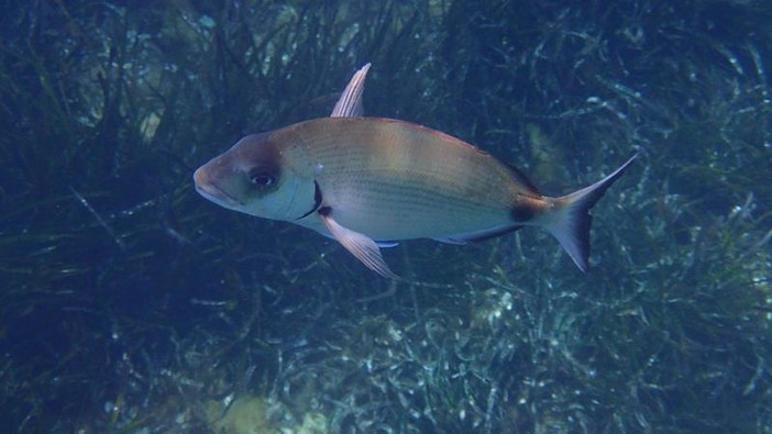 Sottocosta …a cura di Ghjuvan Pasquale Sottocosta …a cura di Ghjuvan Pasquale