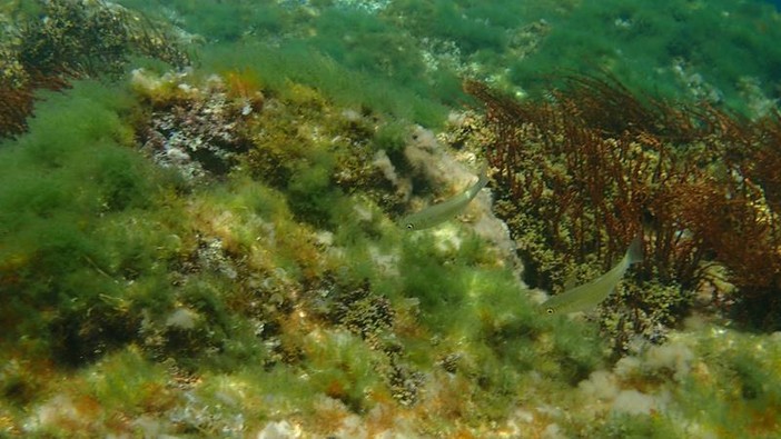 Sottocosta …a cura di Ghjuvan Pasquale Sottocosta …a cura di Ghjuvan Pasquale