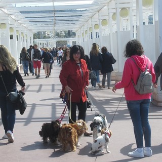 "Anche i cani fanno salotto" di Carla Antonucci