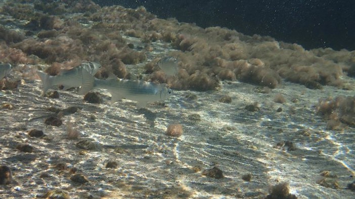 Sottocosta …a cura di Ghjuvan Pasquale