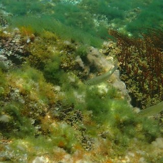 Sottocosta …a cura di Ghjuvan Pasquale