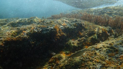 Sottocosta …a cura di Ghjuvan Pasquale Sottocosta …a cura di Ghjuvan Pasquale