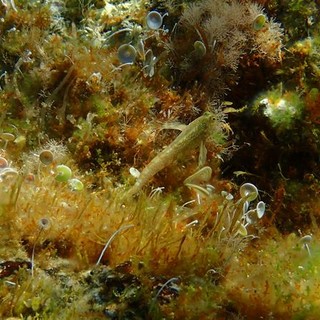 Sottocosta …a cura di Ghjuvan Pasquale