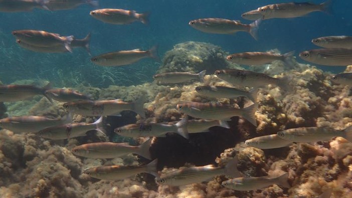 Sottocosta …a cura di Ghjuvan Pasquale Sottocosta …a cura di Ghjuvan Pasquale