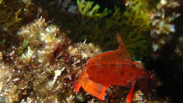 Sottocosta …a cura di Ghjuvan Pasquale