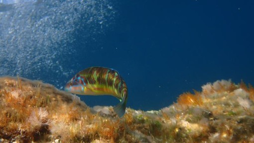 Sottocosta …a cura di Ghjuvan Pasquale