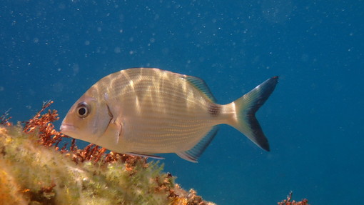 Sottocosta …a cura di Ghjuvan Pasquale