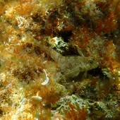 Sottocosta …a cura di Ghjuvan Pasquale Sottocosta …a cura di Ghjuvan Pasquale