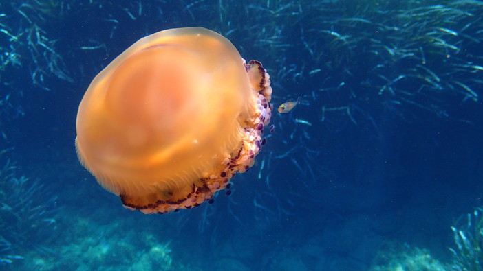 Sottocosta …a cura di Ghjuvan Pasquale Sottocosta …a cura di Ghjuvan Pasquale