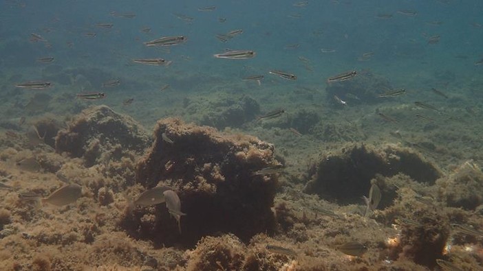 Sottocosta …a cura di Ghjuvan Pasquale