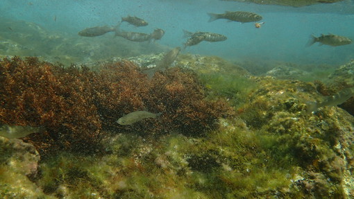 Sottocosta …a cura di Ghjuvan Pasquale Sottocosta …a cura di Ghjuvan Pasquale